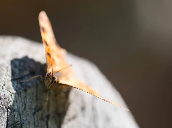Butterfly Polygonia calbum is sunbathing — Stock Photo, Image