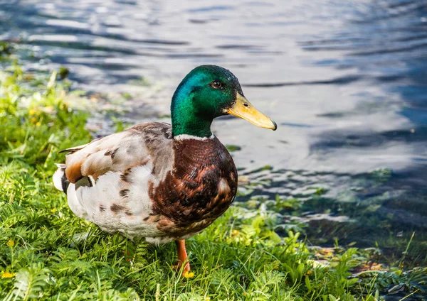 Erkek yeşilbaş ördek üzerinde yürüyen bir çim