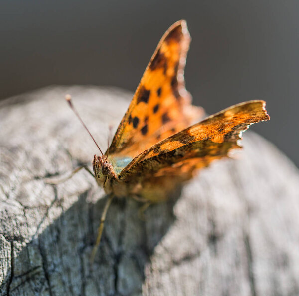 Butterfly Polygonia calbum is sunbathing