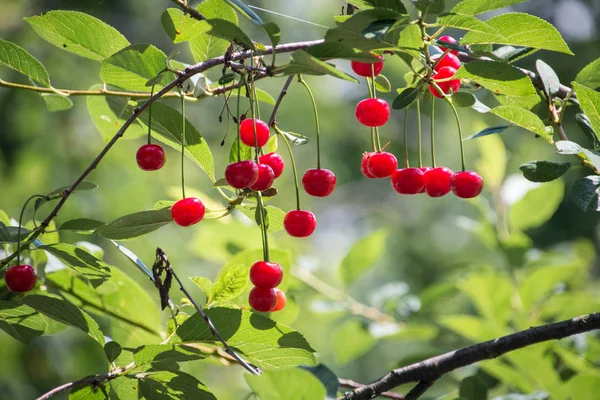 Red cherries growing on the tree read for harvest