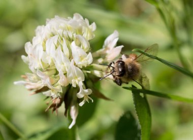 Bal arısı polen çiçek toplama