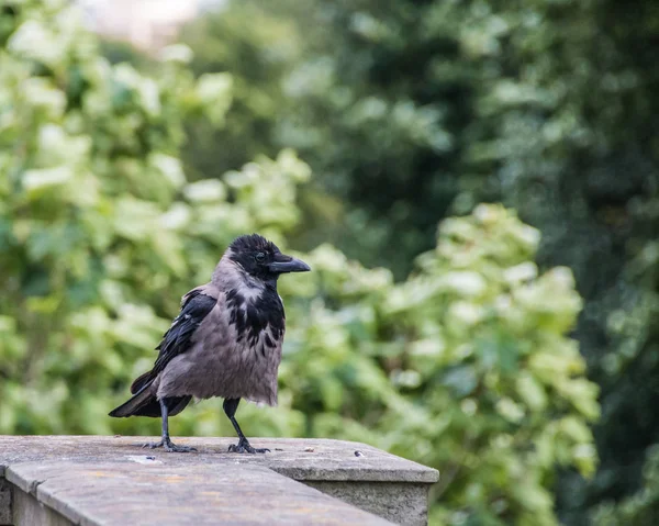 Corvus corone, black and grey carrion crow — Stock Photo, Image