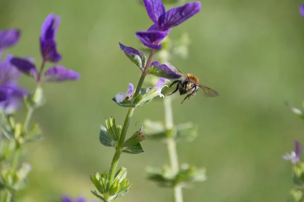 Honeybee collecting pollen from purple flowers.