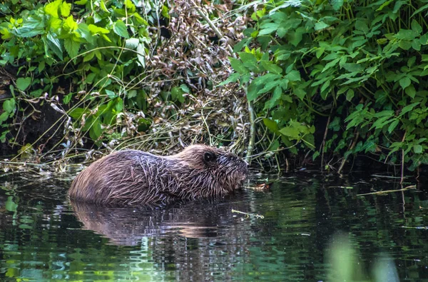 Biber im Wasser des Flusses — Stockfoto