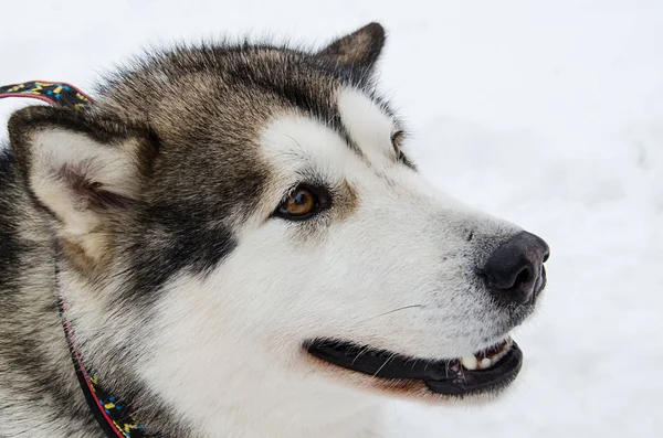 Alaskan malamute sideview portre. — Stok fotoğraf