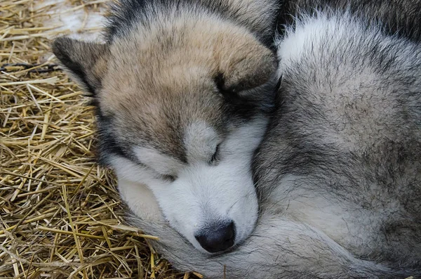 Alaskan malamute uyku portre — Stok fotoğraf