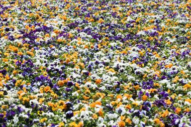 Beyaz, turuncu ve mor Hercai menekşe renkli flowerbed yapılan