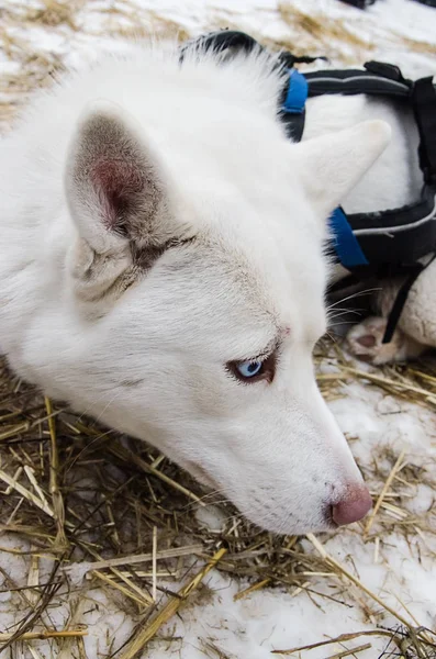 Blue eyes pure white hasky dog in gear on snow and straw bedding — стоковое фото