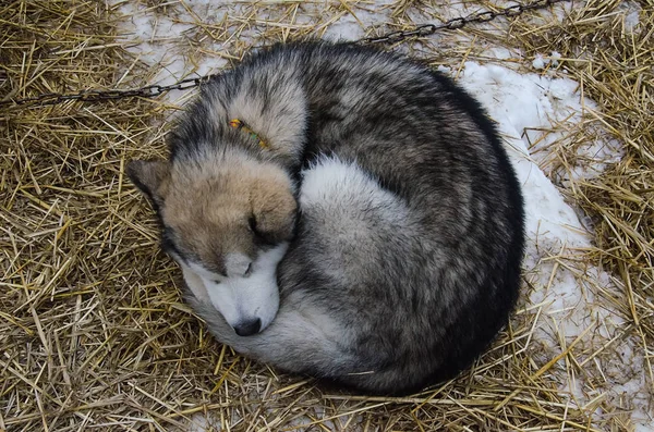 Alaskan malamute köpek açık uyku — Stok fotoğraf