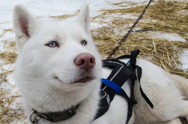 Mavi gözlü saf beyaz hasky köpek pembe burunlu — Stok fotoğraf