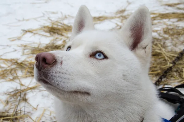 Mavi gözlü saf beyaz hasky köpek pembe burunlu yakın çekim — Stok fotoğraf