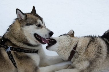 Alaskan malamute köpekler