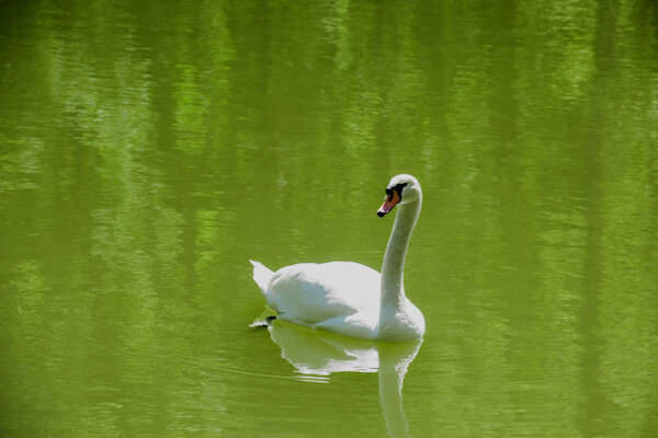 White swan in green water