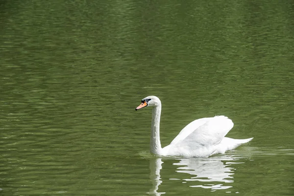 Vista lateral de la natación elegante cisne blanco — Foto de Stock