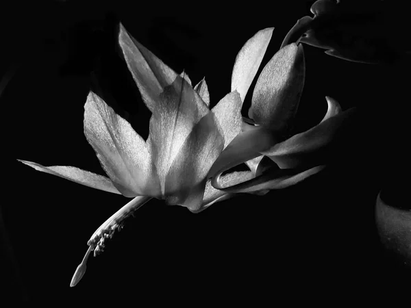 Black and white Schlumbergera flower