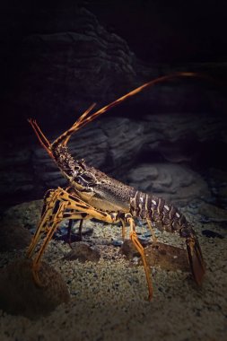 Onun doğal ortamda spiny ıstakoz