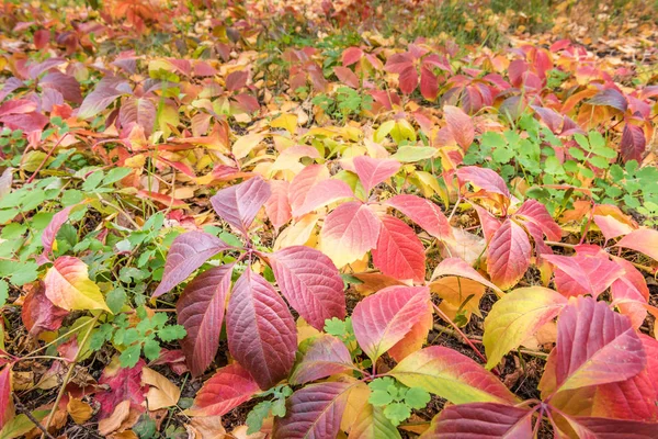 Colorful carpet made of various leaves on ground