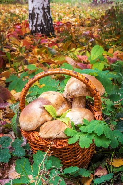 Świeżo zebrane duże grzyby Penny Bun w koszyku — Zdjęcie stockowe