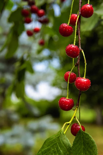 Cerejas vermelhas maduras frescas que crescem no jardim do pomar — Fotografia de Stock