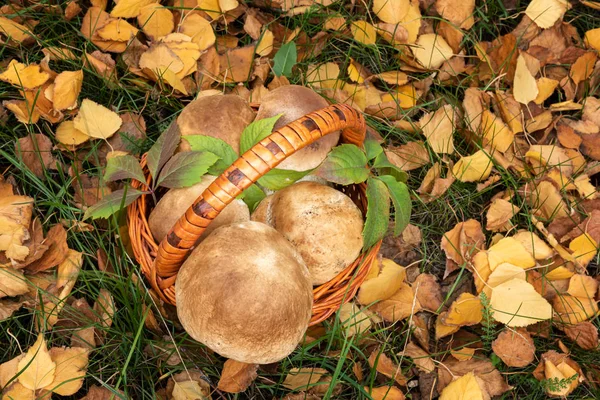 Poucos grandes cogumelos selvagens comestíveis frescos na cesta — Fotografia de Stock