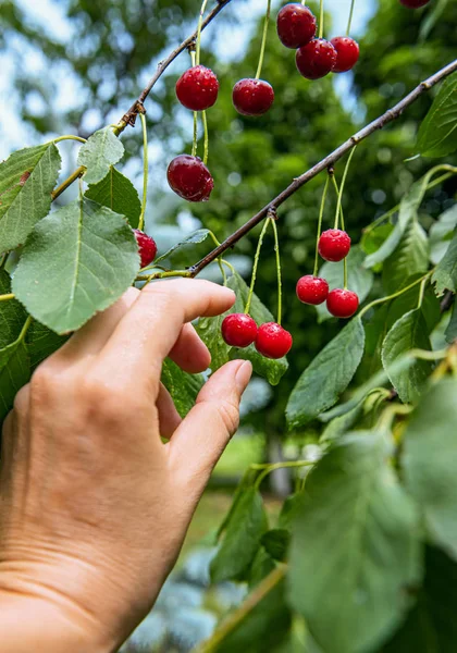 Colheita manual de cerejas vermelhas no jardim do pomar — Fotografia de Stock