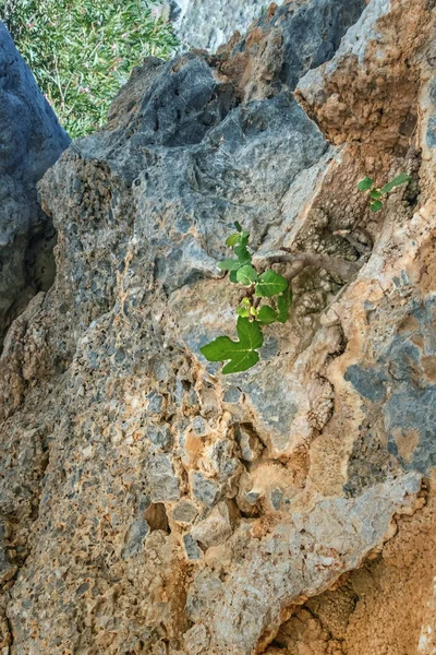 Small fig tree growing on rock — Stock Photo, Image