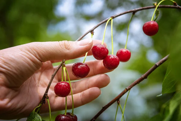 Colheita manual de cerejas vermelhas maduras — Fotografia de Stock