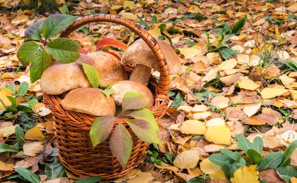 Fondo de otoño con setas comestibles silvestres — Foto de Stock