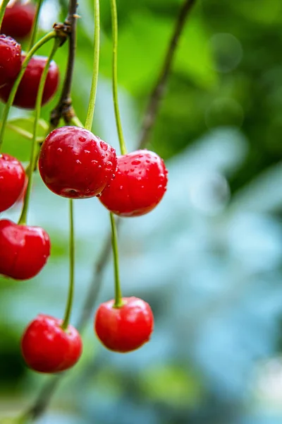 Cerejas vermelhas molhadas frescas. Fundo vertical . — Fotografia de Stock