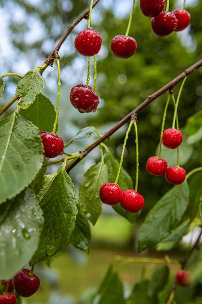 Frische feuchte rote Kirschen im Bio-Obstgarten — Stockfoto