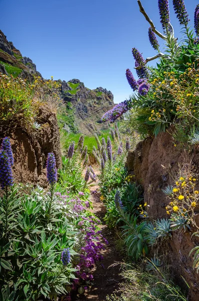 Sendero peatonal rodeado de flores en flor — Foto de Stock