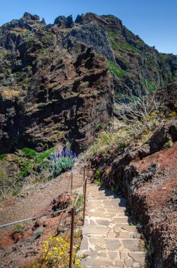 Çiçeklerle çevrili Paved yürüyüş yolu