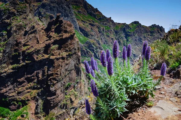 Echium fastuosum in bloom at the edge of cliff — 스톡 사진