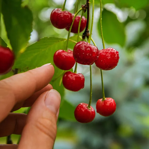 Bando Cerejas Vermelhas Ramo Árvore Dedos Mulher Estão Atingindo Frutos — Fotografia de Stock