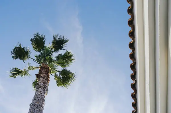 Palma przed niebo — Zdjęcie stockowe