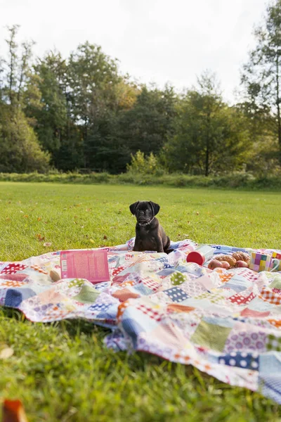 Czarny szczeniak na koc piknikowy — Zdjęcie stockowe