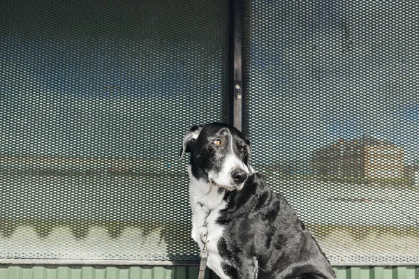 Smíšené plemeno psa, venku — Stock fotografie