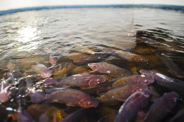 Pesci che nuotano nel lago — Foto Stock