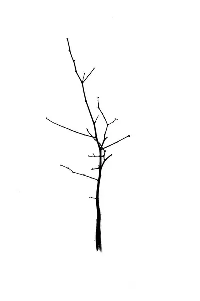Ενάντια στο λευκό δέντρο με γυμνά κλαδιά — Φωτογραφία Αρχείου