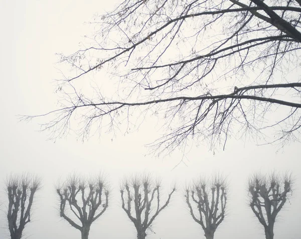 Árvores nuas em tempo nebuloso — Fotografia de Stock