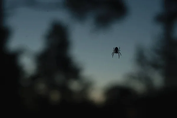 Silhouette of spider, on blurred — Stock Photo, Image