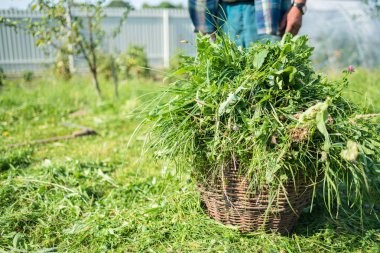 Bir sepet, tırpan, mow çimen, el yapımı, modası geçmiş El aracını, köy, taze ot kopyalama alanı, Ukrayna