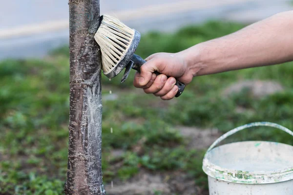 Primavera branqueamento de árvores. Proteção contra o sol e pragas. Ucrânia — Fotografia de Stock