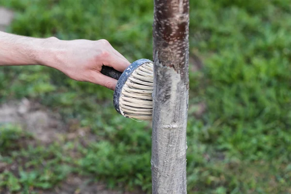 Jaro, bílení stromů. Ochrana před sluncem a škůdců. Ukrajina — Stock fotografie