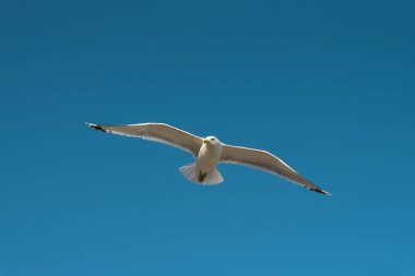 Mavi gökyüzünde uçan martı