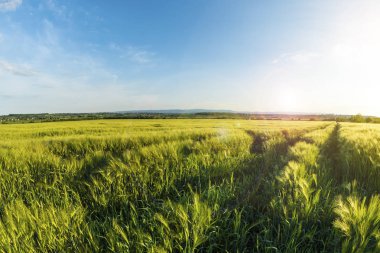 Peyzaj gün batımında, Ukrayna kırsalında bir buğday alanıdır