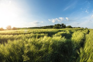 Peyzaj gün batımında, Ukrayna kırsalında bir buğday alanıdır