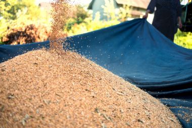 Biçerdöver buğday bir levha dökülen, buğday, Ukrayna hasat zamanıdır