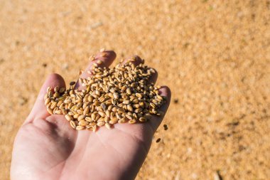 Buğday, hasat zamanıdır buğday taneleri avuç, Ukraine