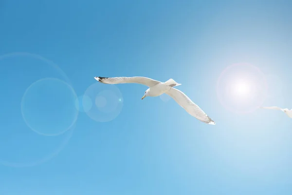Gaivota voadora no céu azul, luz solar e reflexões — Fotografia de Stock